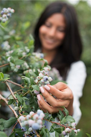 simsearch:6118-07441027,k - Organic fruit orchard. A woman picked fresh blueberries, Cyanococcus. Photographie de stock - Premium Libres de Droits, Code: 6118-07203038