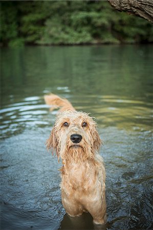 A golden labradoodle standing in the water looking up expectantly. Stock Photo - Premium Royalty-Free, Code: 6118-07203140