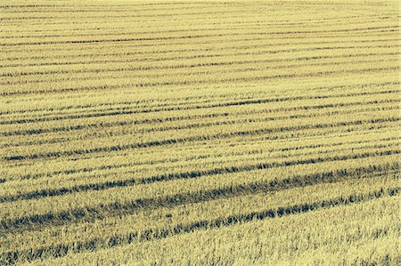 simsearch:6118-07353279,k - Stubble in a wheat field on the prairie at Palouse in Washington State. Foto de stock - Sin royalties Premium, Código: 6118-07203161