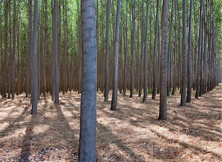 simsearch:614-06624688,k - A poplar tree plantation near Pendleton in Umatilla county in Oregon. Stock Photo - Premium Royalty-Free, Code: 6118-07203197