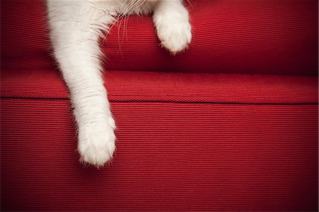 fluffy - A kitten on a red sofa. View of the front legs and paw. Foto de stock - Sin royalties Premium, Código: 6118-07203296