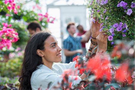 A commercial greenhouse in a plant nursery growing organic flowers. A group of people working. Stock Photo - Premium Royalty-Free, Code: 6118-07203527