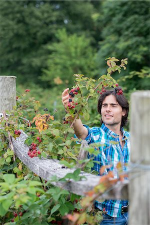 simsearch:6118-07203696,k - A young man picking blackberry fruits on an organic fruit farm. Stock Photo - Premium Royalty-Free, Code: 6118-07203668