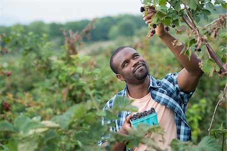 simsearch:6118-07203696,k - Picking blackberry fruits on an organic farm. A man reaching up to pick berries. Stock Photo - Premium Royalty-Free, Code: 6118-07203673