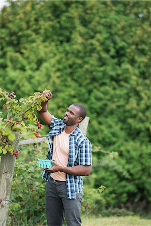 simsearch:6118-07203696,k - Picking blackberry fruits on an organic farm. A man reaching up to pick berries. Stock Photo - Premium Royalty-Free, Code: 6118-07203672