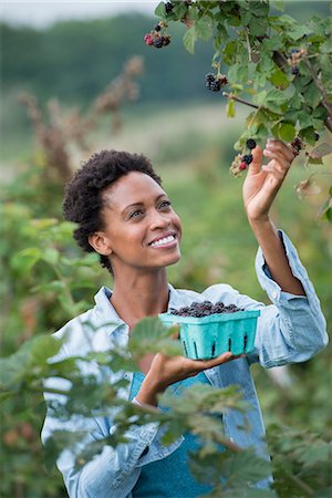 simsearch:6118-07203696,k - A woman reaching up to pick berries from a blackberry bush on an organic fruit farm. Stock Photo - Premium Royalty-Free, Code: 6118-07203674