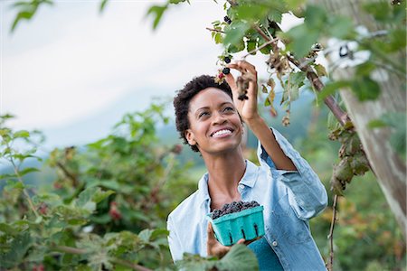 simsearch:6118-07203696,k - A woman reaching up to pick berries from a blackberry bush on an organic fruit farm. Stock Photo - Premium Royalty-Free, Code: 6118-07203675