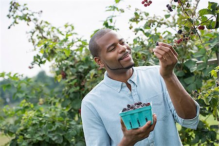 simsearch:6118-07203696,k - A man reaching up to pick berries from a blackberry bush on an organic fruit farm. Stock Photo - Premium Royalty-Free, Code: 6118-07203684
