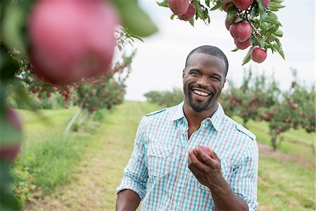 simsearch:6118-07203696,k - An organic apple tree orchard. A man picking the ripe red apples. Stock Photo - Premium Royalty-Free, Code: 6118-07203693