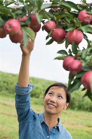 simsearch:6118-07203696,k - An organic apple tree orchard. A woman picking the ripe red apples. Stock Photo - Premium Royalty-Free, Code: 6118-07203691