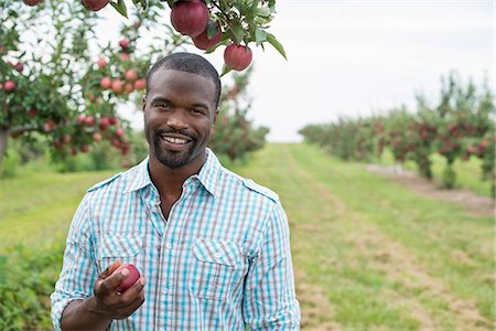 simsearch:6118-07203696,k - An organic apple tree orchard. A man picking the ripe red apples. Stock Photo - Premium Royalty-Free, Code: 6118-07203692