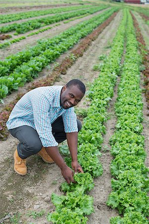 An organic farm growing vegetables. A man in the fields inspecting the lettuce crop. Stock Photo - Premium Royalty-Free, Code: 6118-07203700