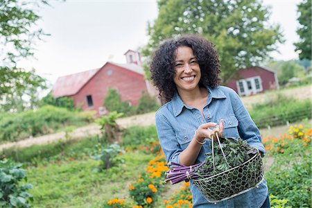 simsearch:6102-06965813,k - An organic vegetable garden on a farm. A woman carrying a basket of freshly harvested curly green leaves. Stock Photo - Premium Royalty-Free, Code: 6118-07203709
