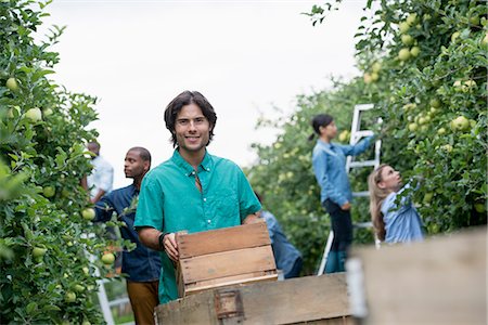 An organic orchard on a farm. A group of people picking green apples from the trees. Stock Photo - Premium Royalty-Free, Code: 6118-07203718