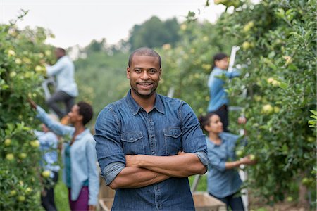 simsearch:6118-07203696,k - An organic orchard on a farm. A group of people picking green apples from the trees. Stock Photo - Premium Royalty-Free, Code: 6118-07203720