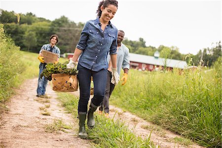 Three people working on an organic farm. Walking along a path carrying baskets full of vegetables. Stock Photo - Premium Royalty-Free, Code: 6118-07203862
