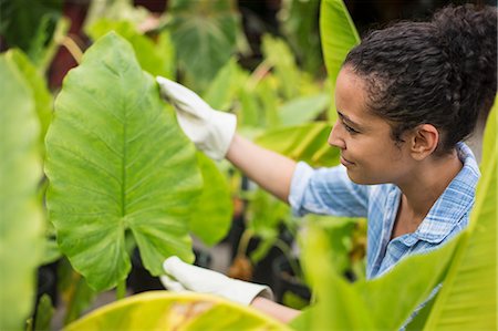 simsearch:6118-07203696,k - Working on an organic farm. A woman wearing gloves examining the leaves of a tropical plant. Stock Photo - Premium Royalty-Free, Code: 6118-07203891