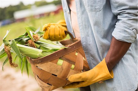 farm barn - Working on an organic farm. A man holding a basket full of corn on the cob, vegetables freshly picked. Stock Photo - Premium Royalty-Free, Code: 6118-07203898