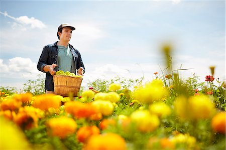 A farmer working in his fields in New York State. A yellow and orange organically grown flower crop. Stock Photo - Premium Royalty-Free, Code: 6118-07203915