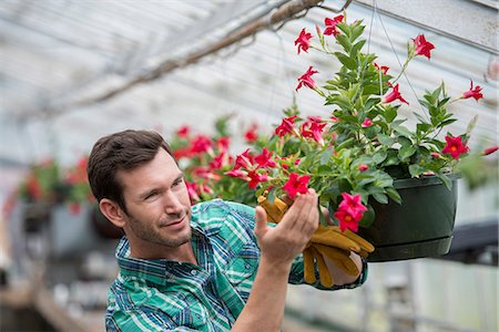 simsearch:6113-07242242,k - An organic flower plant nursery. A man checking the hanging baskets. Foto de stock - Sin royalties Premium, Código: 6118-07351257