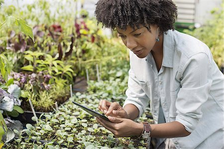 simsearch:6118-07122740,k - An organic horticultural nursery and farm outside Woodstock. A woman holding a digital tablet. Photographie de stock - Premium Libres de Droits, Code: 6118-07351525