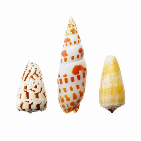 simsearch:6118-07352322,k - Three sea shells in a row, showing a variety of size, shape and pattern. Stock Photo - Premium Royalty-Free, Code: 6118-07352323