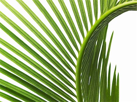 palm leaf - A glossy green palm leaf in close up, with central rib and paired fronds. Stock Photo - Premium Royalty-Free, Code: 6118-07352329