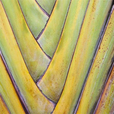 plants in mexico - Traveller's Palm or fan palm tree, with intersecting leaf stems, fitting closely together, in Tulum, Mexico. Stock Photo - Premium Royalty-Free, Code: 6118-07352571