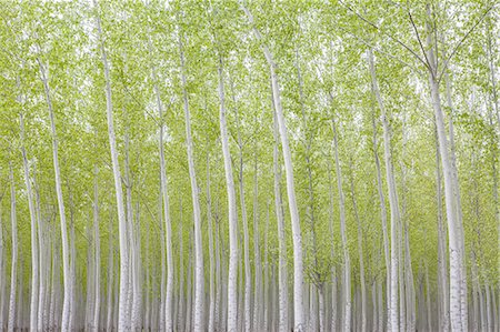 simsearch:6118-07354031,k - Poplar tree plantation, a tree nursery. Slender white trunks. Oregon, USA Stock Photo - Premium Royalty-Free, Code: 6118-07352662