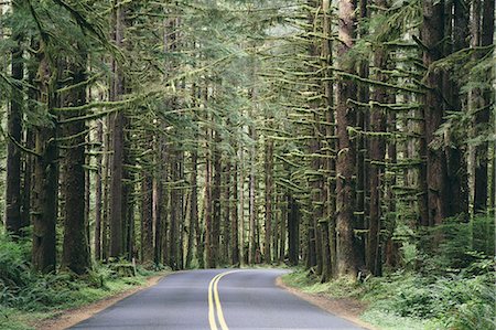 simsearch:6118-07352742,k - Road winding through the lush, temperate rainforest of the Hoh rainforest in Washington, USA Stock Photo - Premium Royalty-Free, Code: 6118-07352864