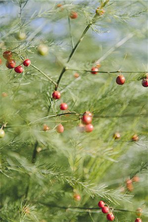 simsearch:6118-07441027,k - An asparagus plant, Asparagaceae, with tall stalks and light green ferny foliage. Red seeds. Photographie de stock - Premium Libres de Droits, Code: 6118-07352956