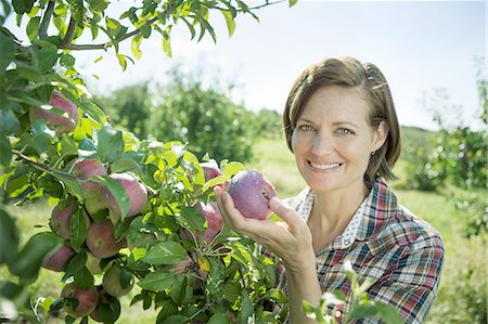 single fruits tree - A woman in a plaid shirt picking apples from a laden bough of a fruit tree in the orchard at an organic fruit farm. Stock Photo - Premium Royalty-Free, Code: 6118-07353011