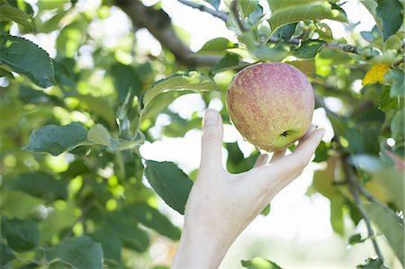 single fruits tree - A woman's hand reaching for a fresh apple for picking, in the orchard at an organic fruit farm. Photographie de stock - Premium Libres de Droits, Code: 6118-07353025