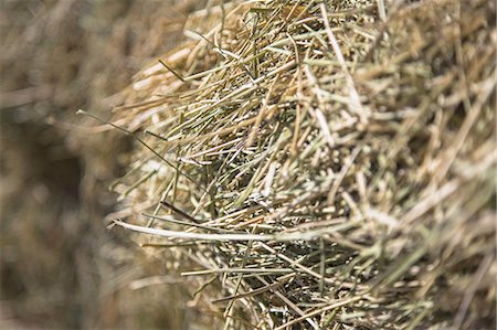 Close up of hay stalks in a bale. Animal fodder and bedding for the winter months. Stock Photo - Premium Royalty-Free, Code: 6118-07353270