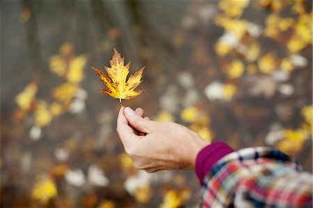 simsearch:6118-07353446,k - A woman holding out an autumn leaf. A maple leaf turning brown. Stock Photo - Premium Royalty-Free, Code: 6118-07353455