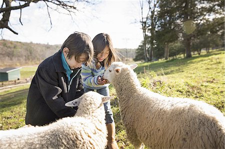 Two children at an animal sanctuary, in a paddock feeding two sheep. Stock Photo - Premium Royalty-Free, Code: 6118-07353474