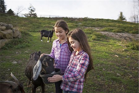 simsearch:6118-07354442,k - Two children, young girls, in the goat enclosure at an animal sanctuary. Stock Photo - Premium Royalty-Free, Code: 6118-07353479