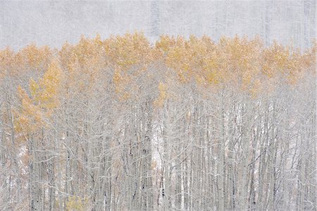 fall season - Aspen trees in autumn during snow fall. The Wasatch Mountains in Utah. Stock Photo - Premium Royalty-Free, Code: 6118-07353677