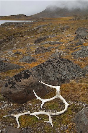simsearch:6118-07353866,k - Antlers on the moss covered rocks in Svalbard, Norway. Stock Photo - Premium Royalty-Free, Code: 6118-07353675