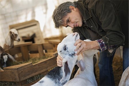 A man in a barn with a flock of goats on an organic dairy farm. Stock Photo - Premium Royalty-Free, Code: 6118-07353752