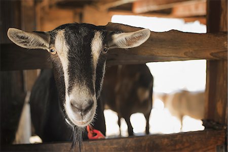 A farm animal on an organic farm. A goat in a pen. Stock Photo - Premium Royalty-Free, Code: 6118-07353758