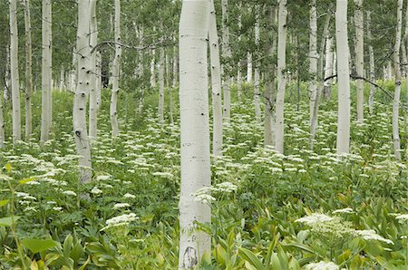 Grove of aspen trees with white bark and wild flowers growing in their shade. Stock Photo - Premium Royalty-Free, Code: 6118-07353851