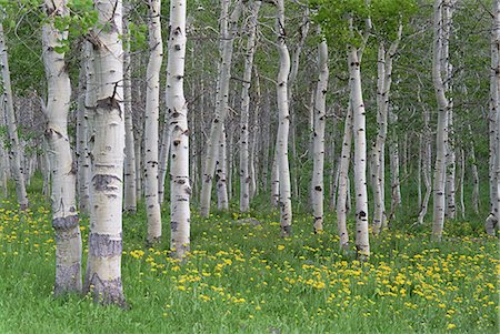 Grove of aspen trees, with white bark and bright green vivid colours in the wild flowers and grasses underneath. Stock Photo - Premium Royalty-Free, Code: 6118-07353855
