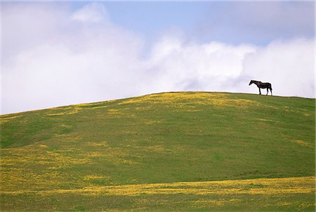 simsearch:6118-07353866,k - Lush grazing for horses in the meadows of California. Stock Photo - Premium Royalty-Free, Code: 6118-07353869