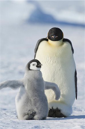 simsearch:6118-07353803,k - An adult Emperor penguin and a smaller fluffy penguin chick spreading its flippers out. Stock Photo - Premium Royalty-Free, Code: 6118-07353805