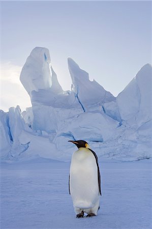 simsearch:693-03301867,k - An adult Emperor penguin standing on the ice in shadow, with head turned sideways, on Snow Hill island in the Weddell Sea. Stock Photo - Premium Royalty-Free, Code: 6118-07353806