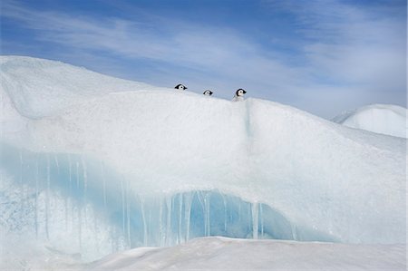simsearch:693-03301867,k - Three penguin chicks, in a row, heads seen peering over a snowdrift or ridge in the ice on Snow Hill island. Stock Photo - Premium Royalty-Free, Code: 6118-07353809