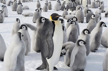 simsearch:6118-07353803,k - A group of Emperor penguins, one adult animal and a large group of penguin chicks. A breeding colony. Stock Photo - Premium Royalty-Free, Code: 6118-07353812