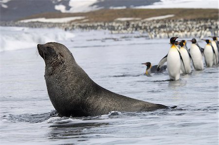 simsearch:6118-07353803,k - An Antarctic fur seal, Arctocephalus gazella, on the seashore, and a group of King penguins, Aptenodytes patagonicus walking in single file. Stock Photo - Premium Royalty-Free, Code: 6118-07353817