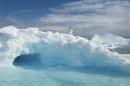 simsearch:693-03301867,k - An Adelie penguin on top of an iceberg in the Antarctic seas. Stock Photo - Premium Royalty-Free, Code: 6118-07353814